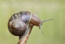 Ile kosztuje wymiana czujnika położenia wału?